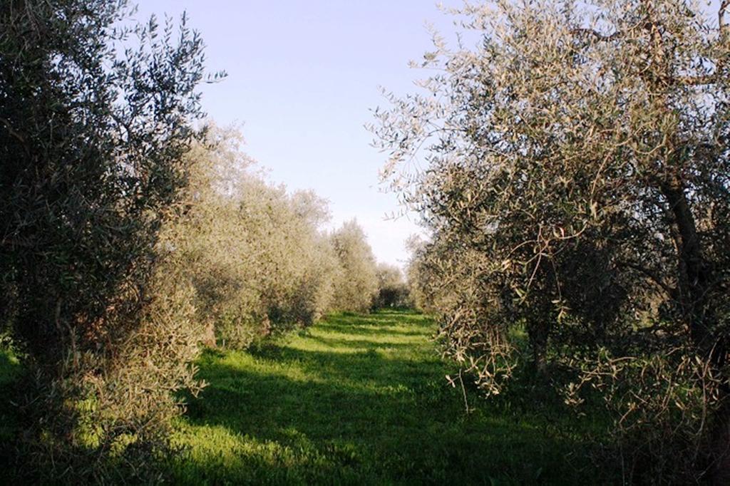 מליאנו אין טוסקנה Agriturismo Vigna Mai מראה חיצוני תמונה
